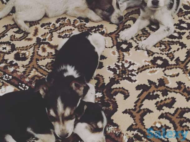 Отдам щенка в хорошие руки!, фотография 1