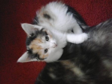 отдам котят, фотография 2