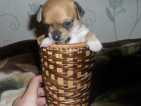 Продам щенков Чихуахуа, фотография 1