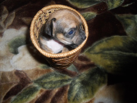 Продам щенков Чихуахуа, фотография 2