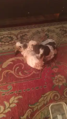 Продам щенков русского спаниеля., фотография 1