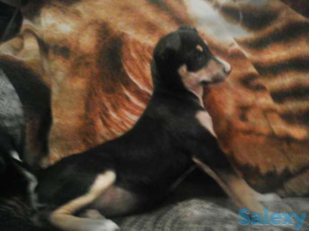 Щенок Добермана (Карликового), фотография 1