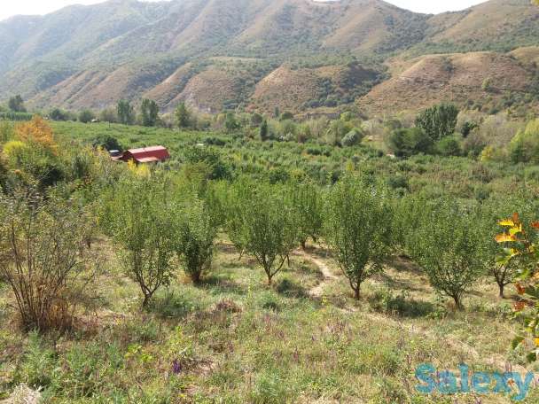 Плодовый сад, КХ, фотография 3