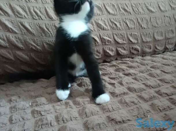 Отдам котят, фотография 2