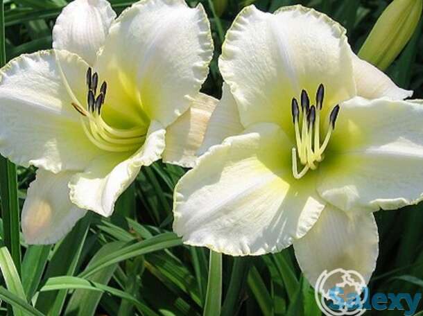 Лилейник арктик сноу, фотография 1