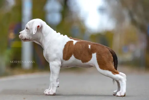 Американский стаффордширский терьер щенки продажа, фотография 6