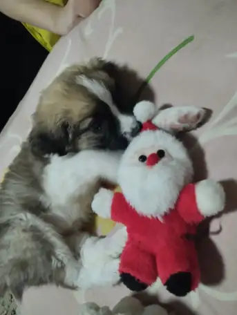 Продам щенка девочку чисто кровная, с документами привитая, Московская сторожевая, фотография 1