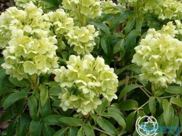 Морозник падуболистный, фотография 1