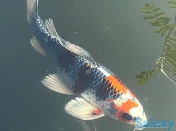 Аквариум обслуживание в Алматы, фотография 4