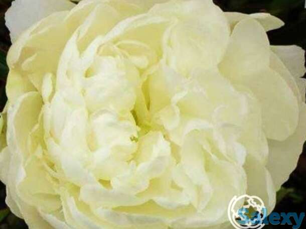 Пион мисс келли, фотография 1