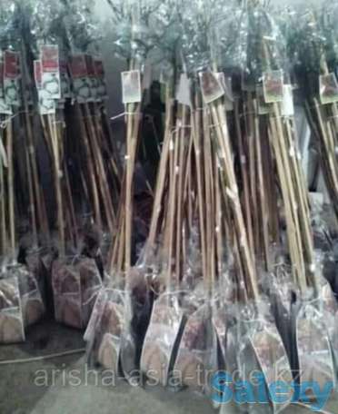 Саженцы роз ( штамбовые). Сербия, фотография 4