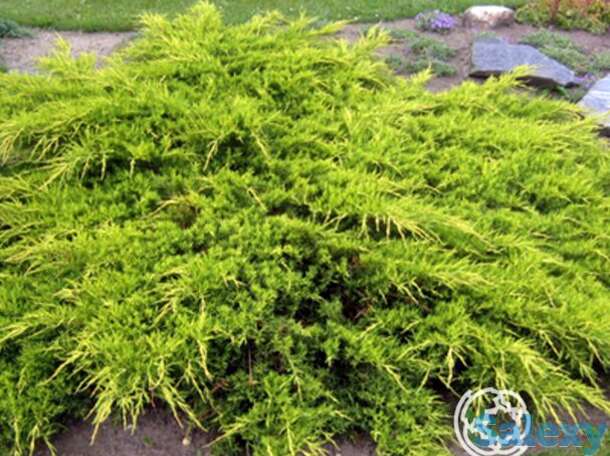 Можжевельник средний Пфитцериана Ауреа, фотография 1