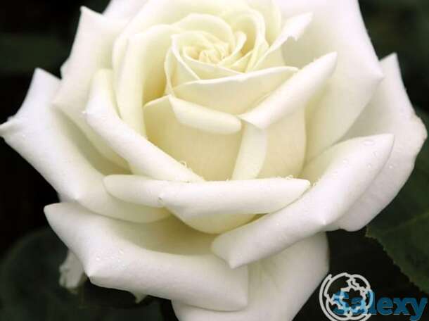 Роза поларстерн чайно-гибридная, топалович, фотография 1