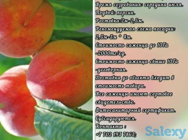 Саженец персика Cardinal (Кардинал) Сербия, фотография 1