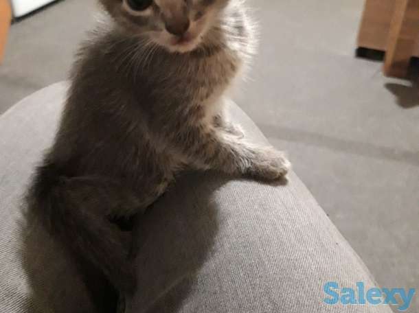 Отдам котят в хорошие руки!, фотография 1