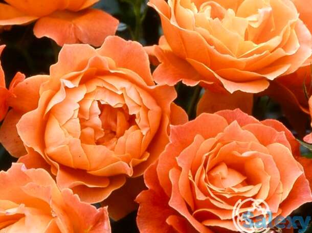 Роза феллоушип на штамбе 110см, фотография 1