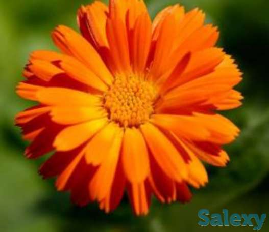 Семена Календула лекарственная ,РСТ, Россия, фотография 1