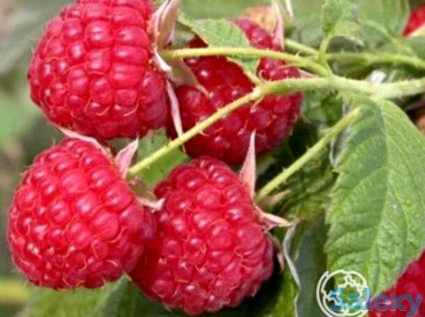 Малина Глория, фотография 1