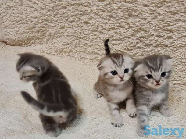 Шотландские  котята, фотография 3