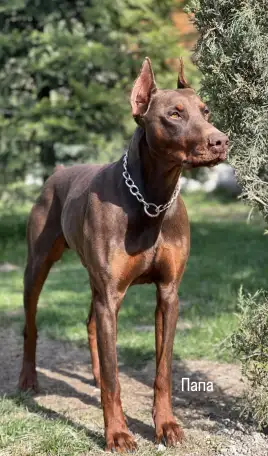 Щенки добермана, фотография 7