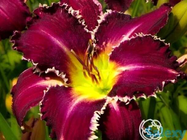 Лилейник тус, фотография 1