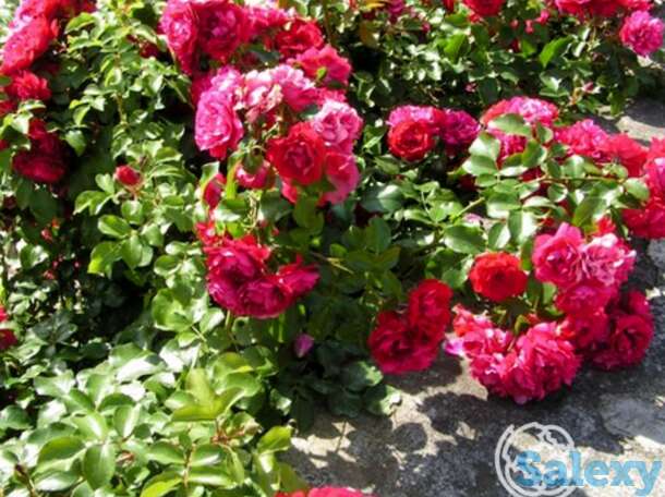 Роза колоссал мейдилэнд/продиже экарлат, мейян, фотография 1