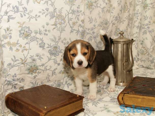 щенки бигль, фотография 2