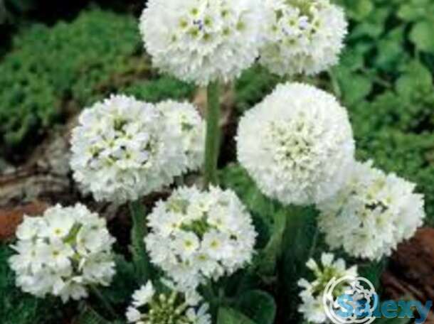 Примула мелкозубчатая Вайт (Альба), фотография 1