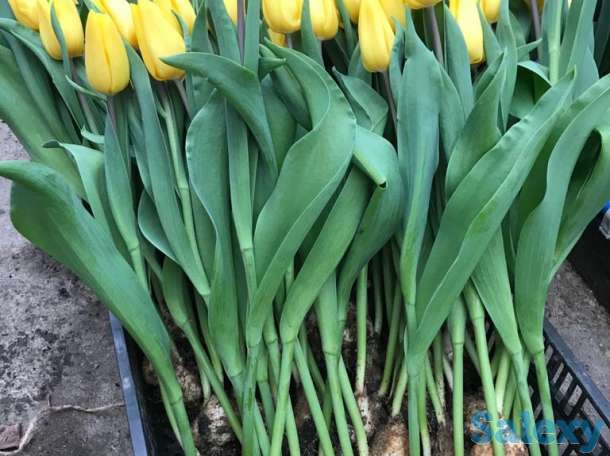 Тюльпаны оптом к 8 марта, фотография 7