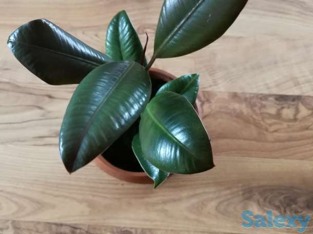 Комнатные цветы, фотография 2