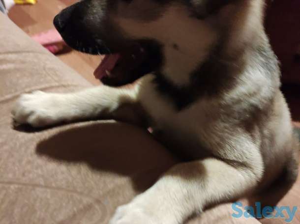 Отдадим щенка в частный дом, фотография 2