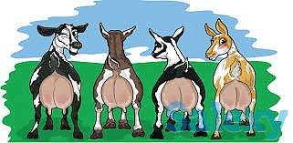 Продаю взрослых  коз и племенной молодняк, фотография 1