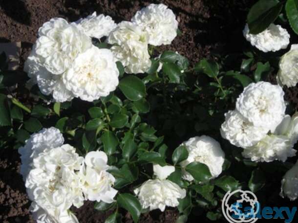 Роза Вайт Джем миниатюрная, фотография 1