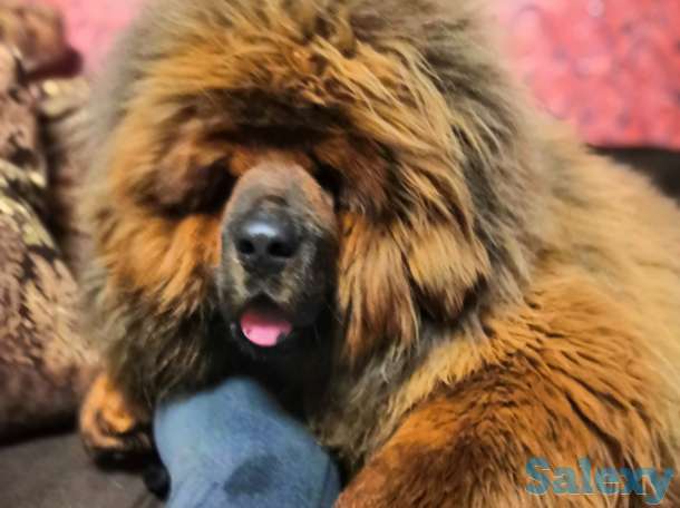 Щенки тибетского мастифа, фотография 3