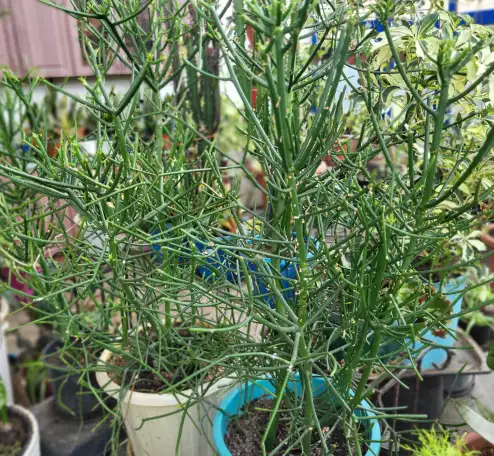 Продам молочай Тирукалли, фотография 2