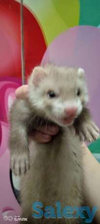 Продам щенка ручного хорька, фотография 1