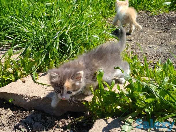 Отдам котят, фотография 4