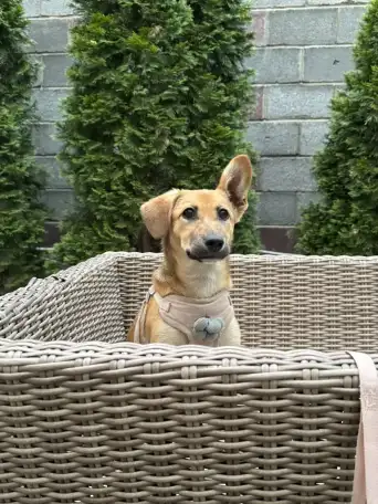 Щенок в хорошие руки, фотография 1