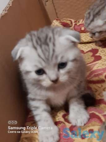 Продам котят мальчиков и девочек., фотография 7