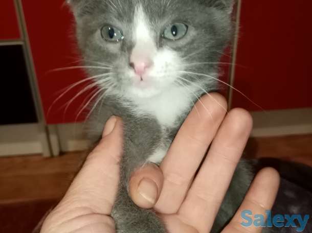 Продажа продаются котята им два месяца, фотография 4