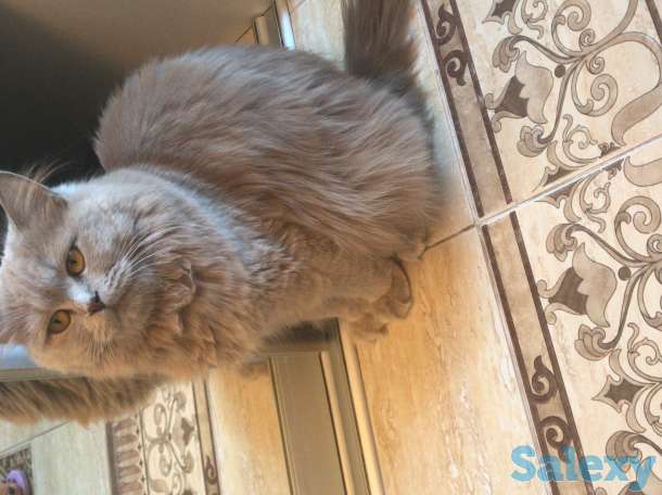 Porodistaya koshka, фотография 3