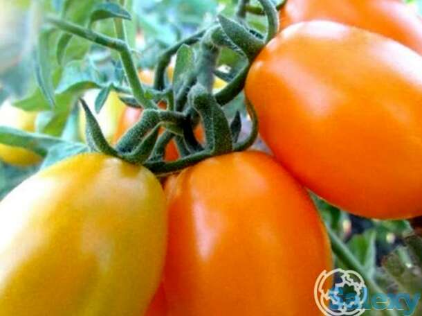 Семена Томат Карамель Медовая, фотография 1