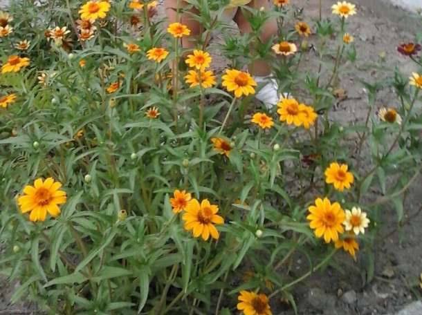 Продам или обменя дом.Ащибулак, фотография 6