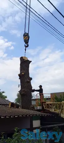 Спиливаем деревья, фотография 1
