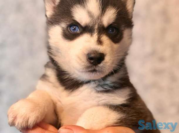 Продаю щенков сибирской хаски, фотография 1