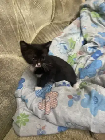 Отдам котенка в добрые руки, фотография 4