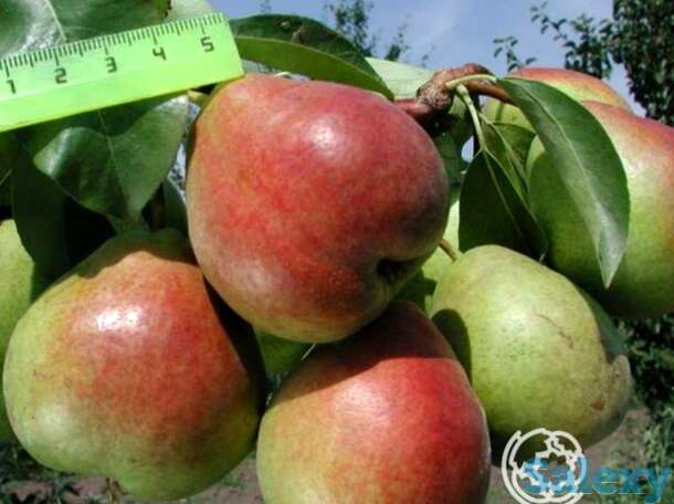 Груша северянка краснощекая, фотография 1