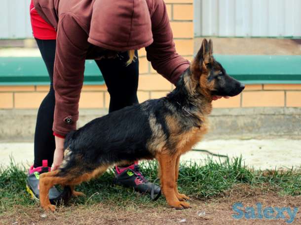 высокопородные немцы, фотография 1