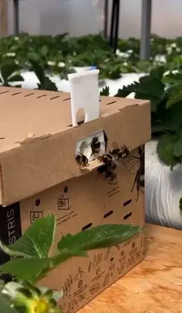 Шмелиная семья БиоИнновации Стандарт. Для опыления растений., фотография 1