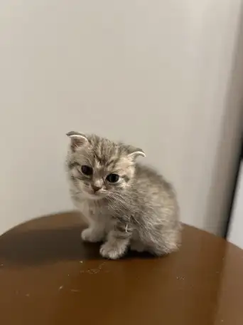 Шотландский вислоухий котенок, фотография 2
